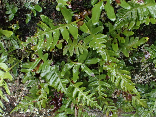 Polypody ferns on a wall, United Kingdom photo