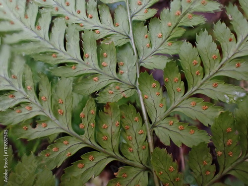 The underside of a Dryopteris fern showing sori photo