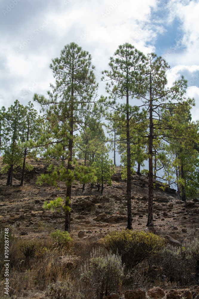 Pine trees on a mountain on Gran Ganaria island Pine trees on a mountain on Gran Ganaria island