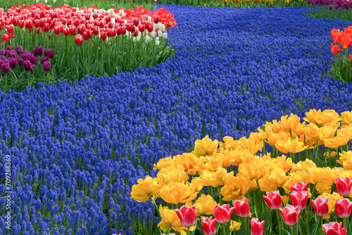 Spring background of purple muscari flowers, red, yellow, lilac, white and pink tulips in full bloom. Carpet of flowers. Keukenhof Park. photo