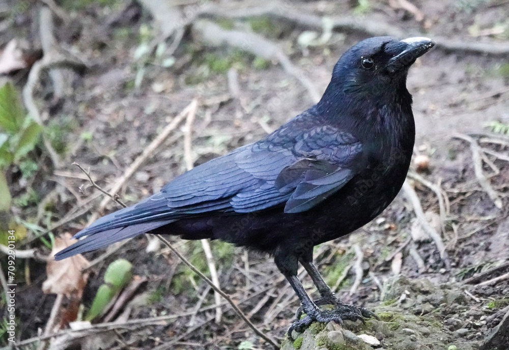 Carrion Crow (Corvus corone) in the British countryside Carrion Crow (Corvus corone) in the British countryside