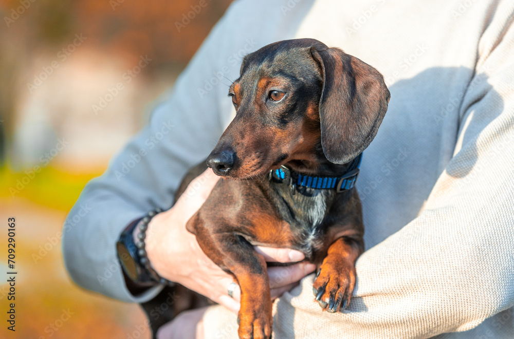 Young man holding a dachshund dog in his hand, animal concept