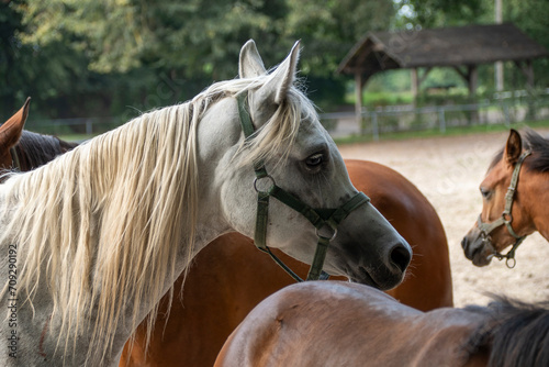 Młode konie arabskie ze stadniny w Janowie Podlaskim, Young Arabian horses from the stud farm in Janów Podlaski