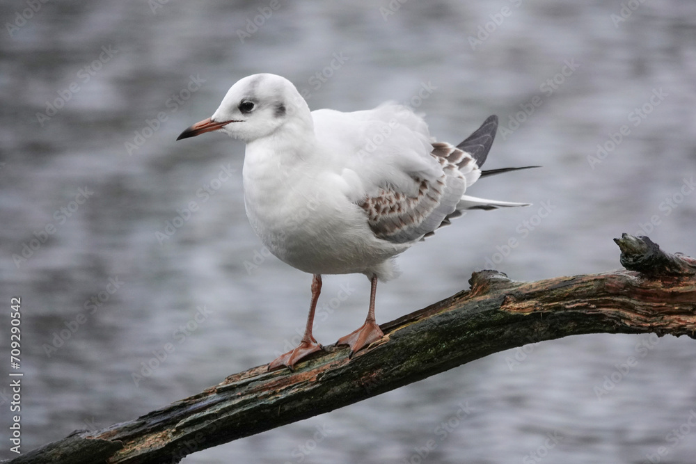 Black-headed Gull (Chroicocephalus ridibundus) in the British countryside Black-headed Gull (Chroicocephalus ridibundus) in the British countryside