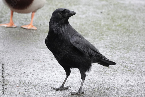 Carrion Crow (Corvus corone) in the British countryside photo