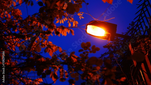 Eclairage de lampadaire d'une lumière jaune et orange, face à des lierres, branches ou végétation, beauté urbaine et naturelle, la nuit, le soir, ciel bleu foncé, instant photographique, contexte  photo