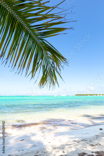 Coconut palm tree at sunny day with calm ocean and sandy beach