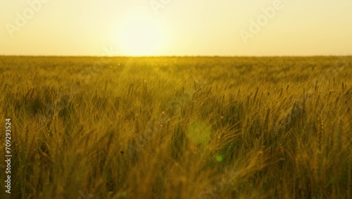 Ears of ripe wheat on field during sunset are shaken by wind. Agribusiness  wheat harvesting agriculture. Field with ears of grain. large harvest of wheat in summer. Environmentally friendly grain