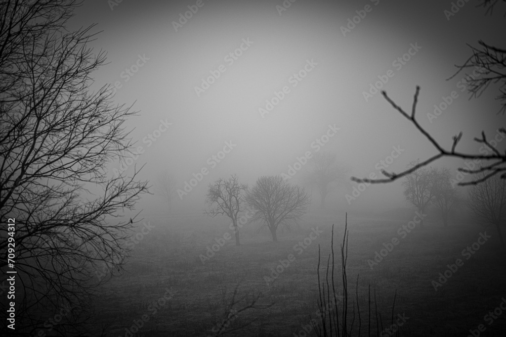 Nebbia, Lombardia, Montichiari, campagne, alberi, passeggiata, myst, italy, tree, Nebbia, Lombardia, Montichiari, campagne, alberi, passeggiata, myst, italy, tree,