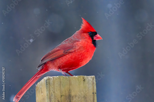 A red male Cardinal is on the top of the wooden post in the yard during a snow storm this winter in Windsor in Upstate NY.  Colorful bird with snow falling around it. photo