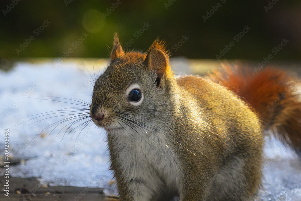 Obraz premium A small Red Squirrel visited our bird feeding station this winter after snow fell last night. Squirrel feeding on birdseed in our yard in Windsor in Upstate NY