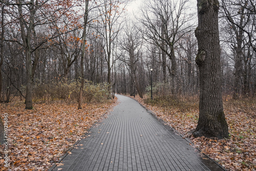 roads in an autumn park paved with tiles in rainy weather with beautifully lying fallen leaves