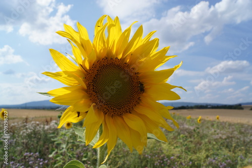 Blossom of a sunflower with a bumblebee in backlight during the summer against a blue sky. photo