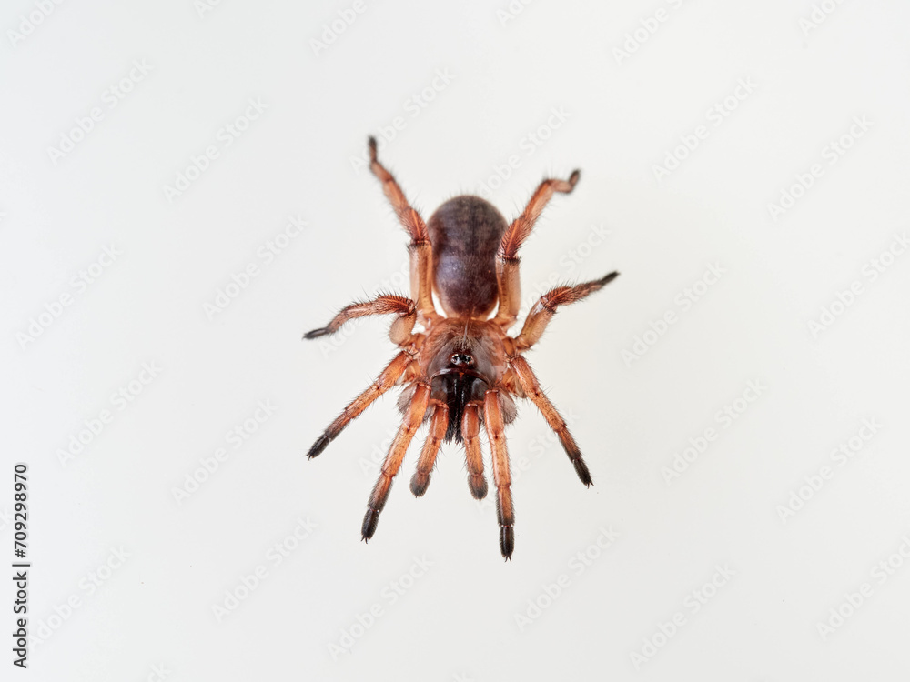 Large spider on a white background. Trapdoor spiders of the genus Nemesia. Family Nemesiidae Large spider on a white background. Trapdoor spiders of the genus Nemesia. Family Nemesiidae