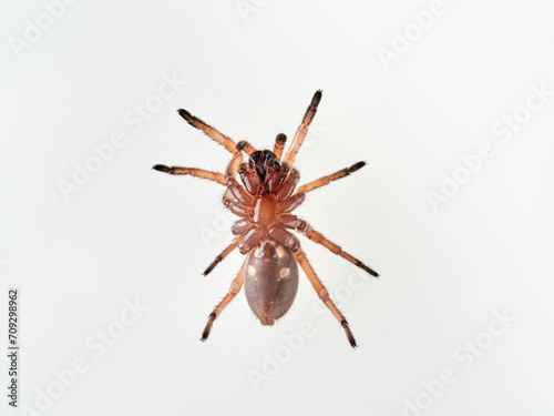 Large spider on a white background. Trapdoor spiders of the genus Nemesia. Family Nemesiidae