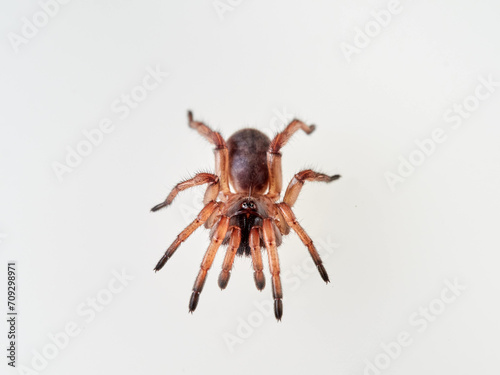 Large spider on a white background. Trapdoor spiders of the genus Nemesia. Family Nemesiidae