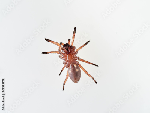 Large spider on a white background. Trapdoor spiders of the genus Nemesia. Family Nemesiidae