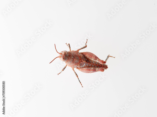 Reddish grasshopper on a white background. Earth color. Acrididae family © Macronatura.es