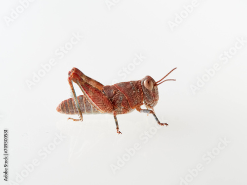 Reddish grasshopper on a white background. Earth color. Acrididae family