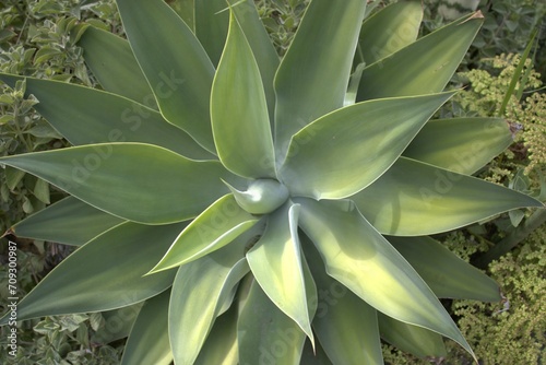 Jardin flores, naturaleza