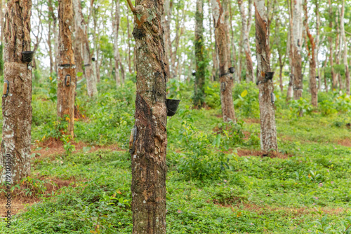 Enchanting Rubber Tree Grove in Sri Lanka