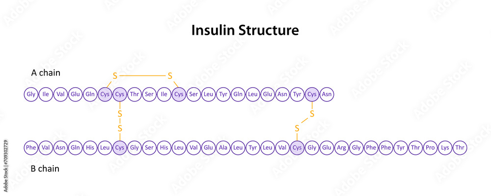 Structure of Human insulin (peptide hormone)