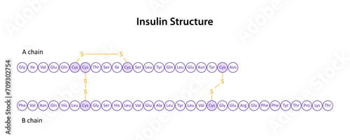 Structure of Human insulin (peptide hormone) photo