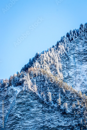 snow covered trees on the mountain in switzerland