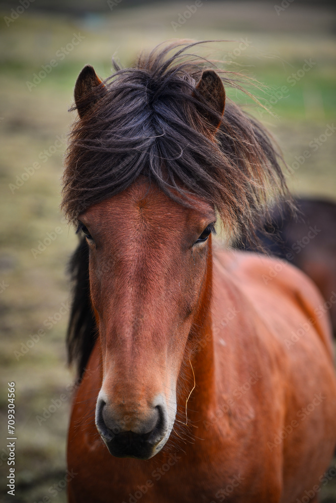 Fototapeta premium An Icelandic horse on a field near Laugarvatn, Iceland.