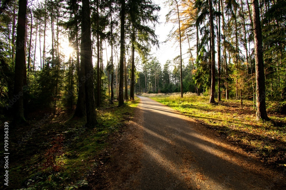 Obraz premium path in the woods