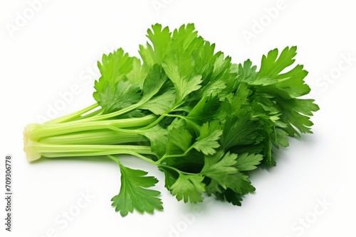 green celery leaves isolated on a white background. a bunch of greenery.