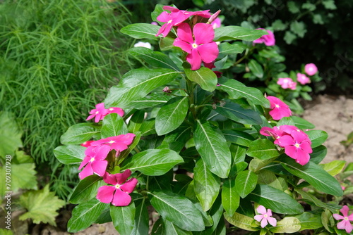 beautiful blooming bouquet of flowers
