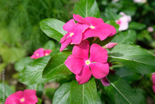 beautiful blooming bouquet of flowers