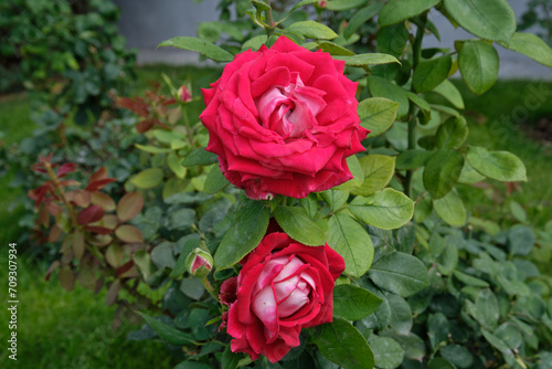 beautiful blooming bouquet of flowers