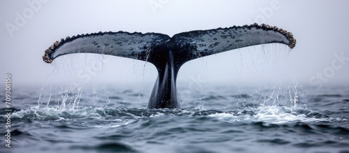 An Atlantic Humpback whale raises its fluke in New England and Newfoundland's rich waters. photo