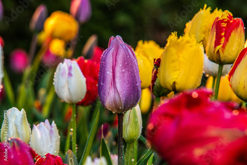 poranne tulipany © dulmen