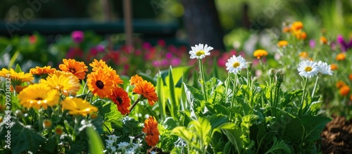 Colorful flower-filled vegetable garden.