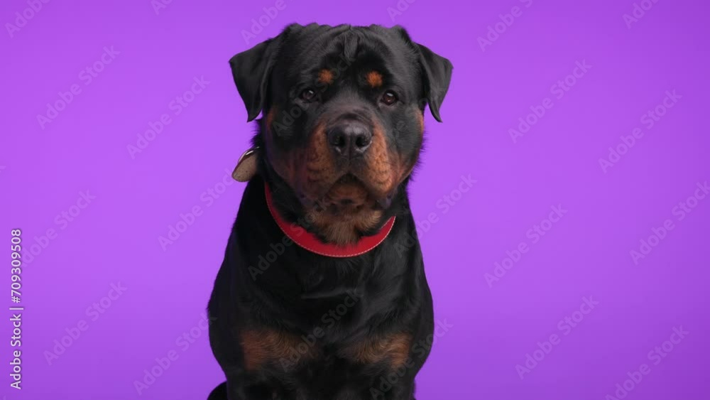 curious rottweiler puppy with red collar drooling, looking forward, panting and sticking out tongue on purple background curious rottweiler puppy with red collar drooling, looking forward, panting and sticking out tongue on purple background