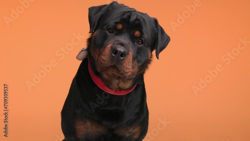 happy rottweiler big adult dog with red collar sticking out tongue, panting, drooling and being greedy on orange background photo