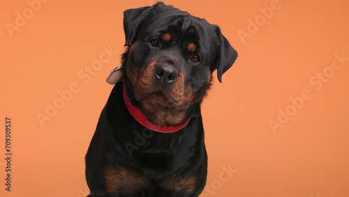 happy rottweiler big adult dog with red collar sticking out tongue, panting, drooling and being greedy on orange background