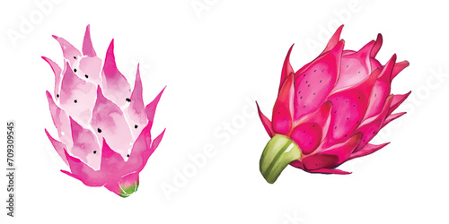 set of dragon fruit watercolor white background