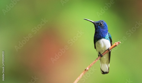 White Necked Jacobin Hummingbird perched on a branch with an out of focus green and red background. 