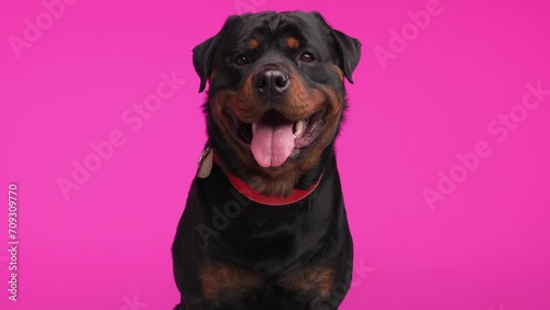 greedy rottweiler dog with red collar sticking out tongue, licking mouth and dripping saliva while sitting on pink background photo