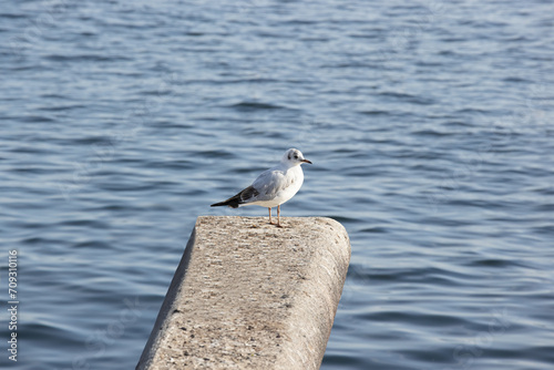 Sea gull on a rocky outcrop with water in the background, during the day without people