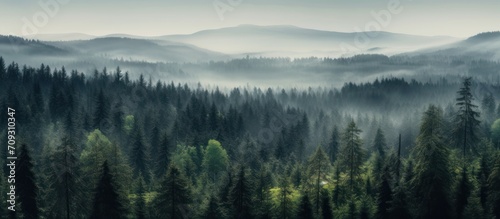 misty spruce forest © pector