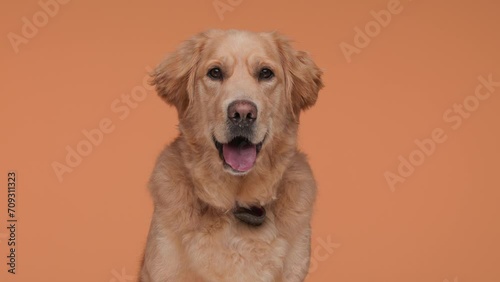 adorable Labrador retriever dog sticking out tongue and panting while looking forward and sitting in front of orange background