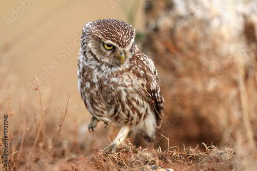A little owl looks back over its shoulder while standing in a natural dry grassland habitat photo