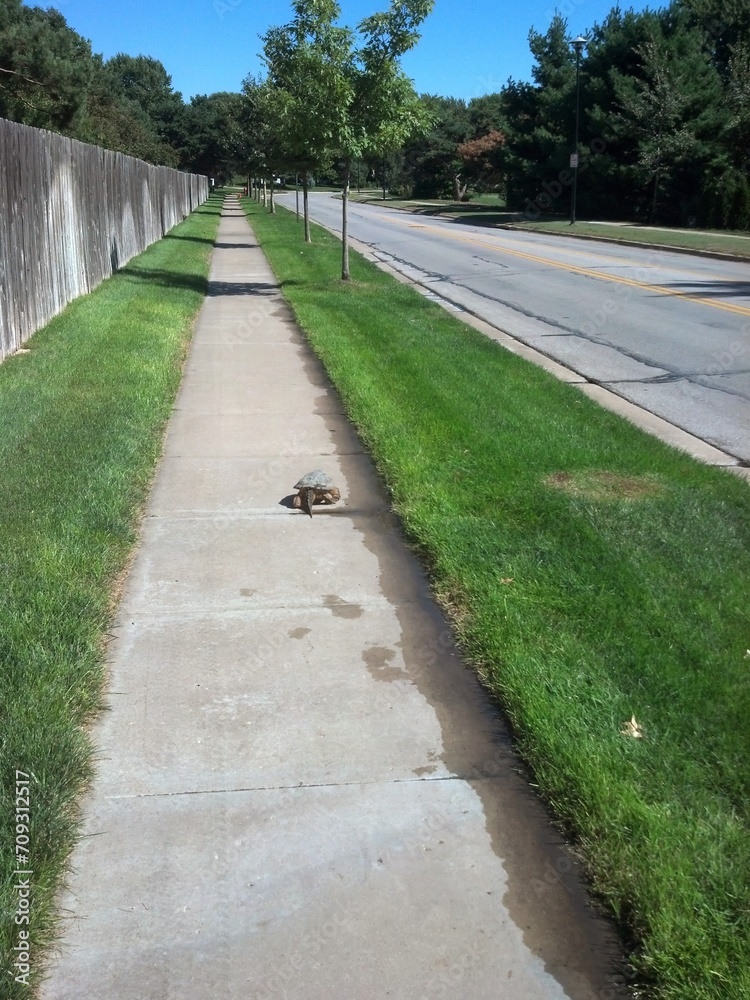 Snapping Turtle on Residential Street
