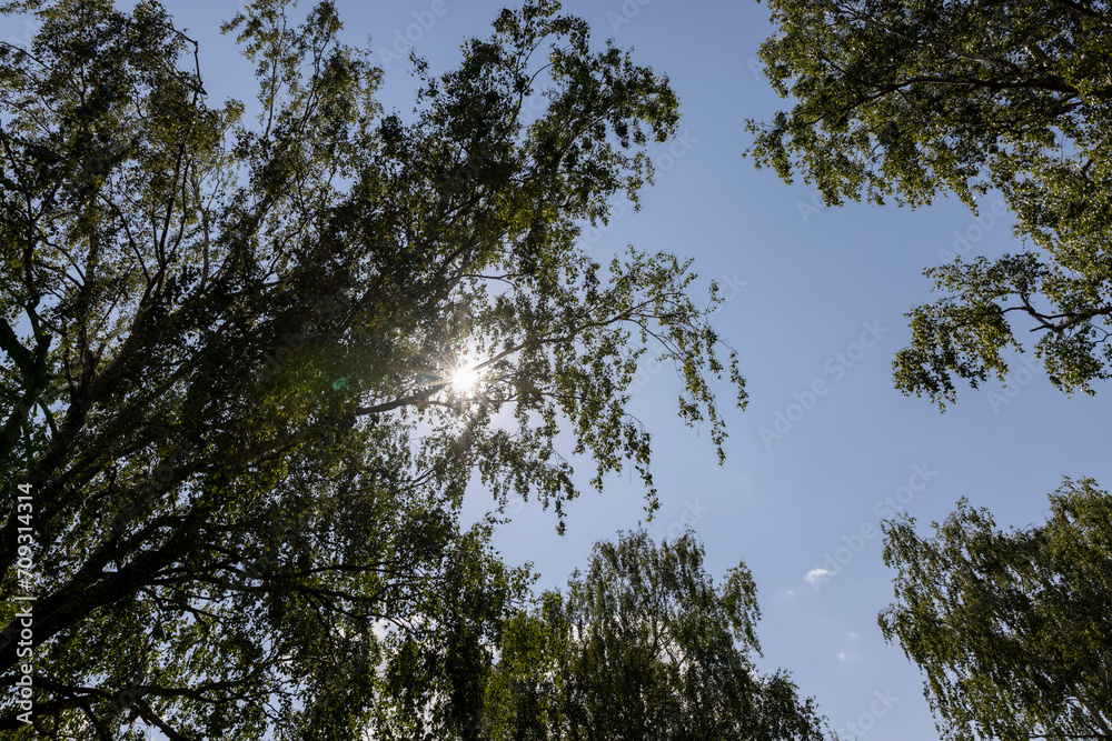 green foliage on birch trees in summer, sunny green foliage on birch trees in summer, sunny