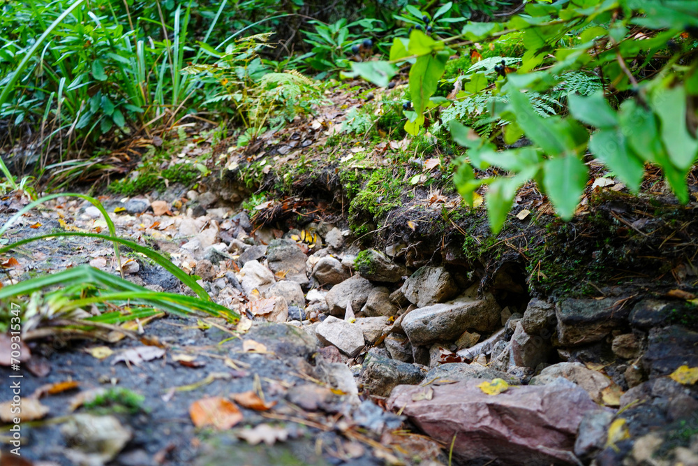 Low angle close view of a small path in woodland Low angle close view of a small path in woodland